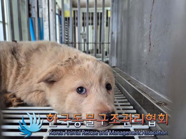 한국동물구조관리협회_411317202500010